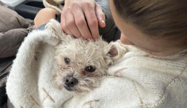 Nyheter, Hund | Walter ble skremt bort – funnet i live