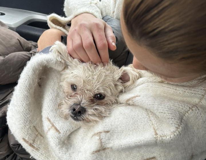 Nyheter, Hund | Walter ble skremt bort – funnet i live