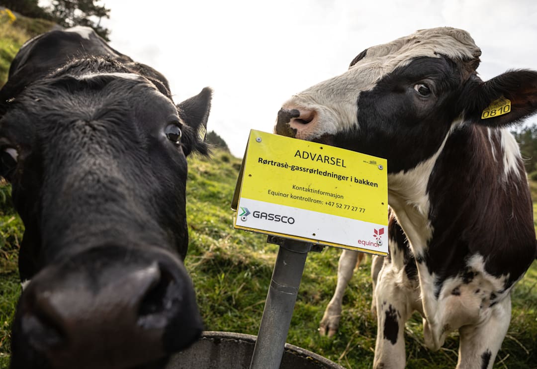 Fikk bot etter å ha skutt ku på hjortejakt