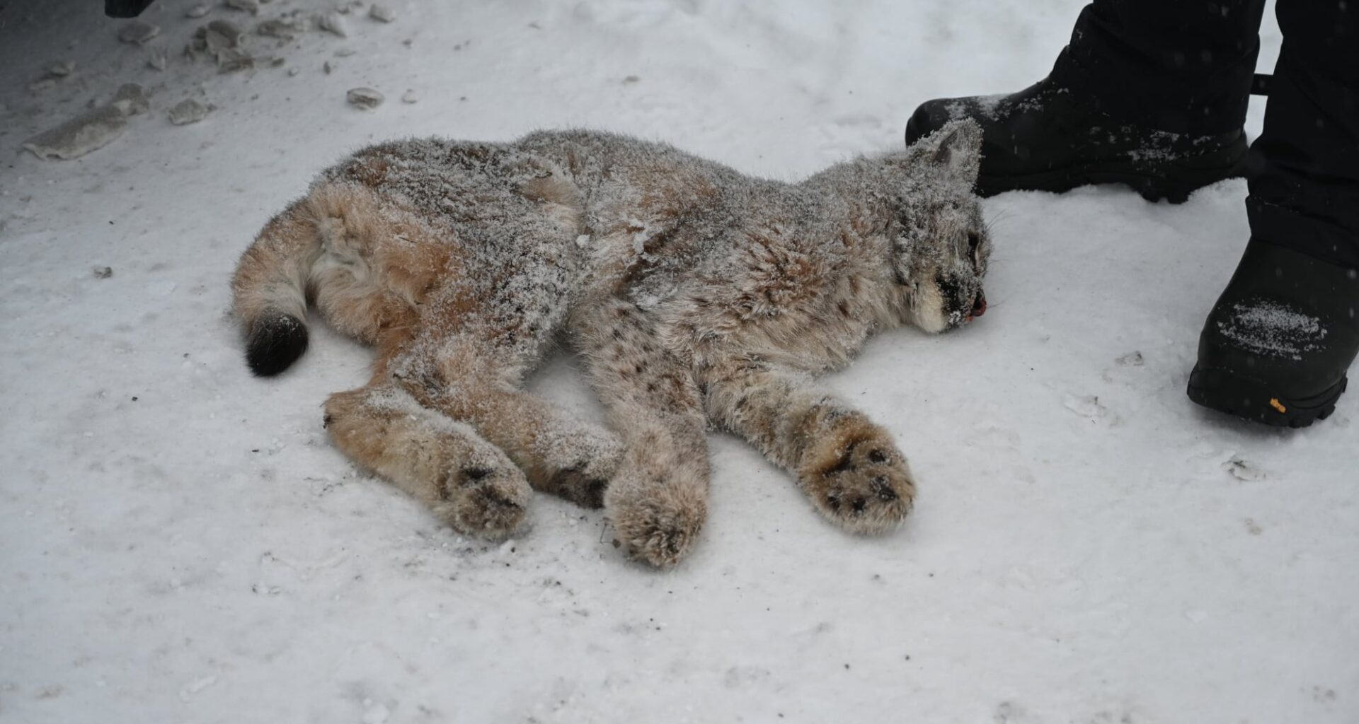 Eiker, Darbu | Avlivet gaupe etter hundeangrep: – Ikke i stand til å skaffe sin egen mat - Drammens Tidende