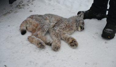 Eiker, Darbu | Avlivet gaupe etter hundeangrep: – Ikke i stand til å skaffe sin egen mat - Drammens Tidende