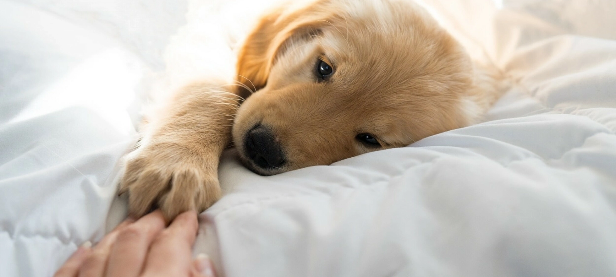 Ekspertens råd er klart