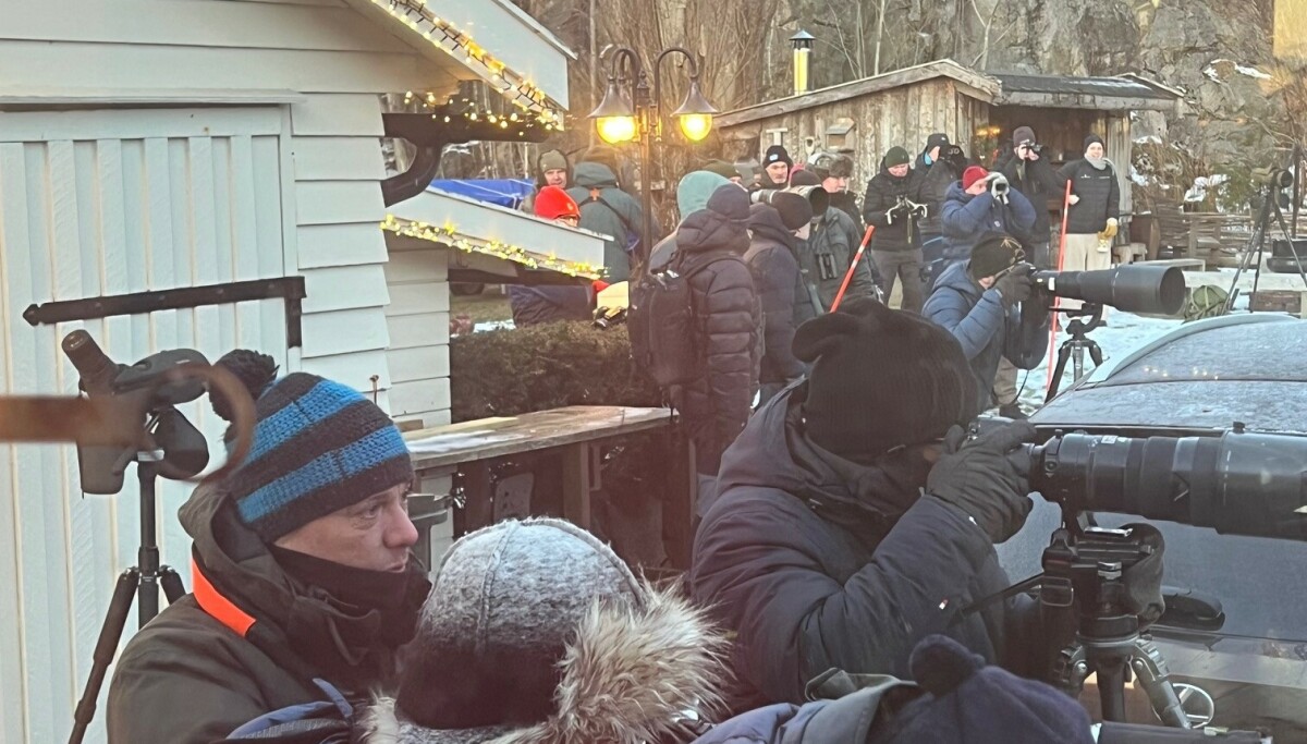 Asurmeis sett i Norge for første gang – horde av fotografer