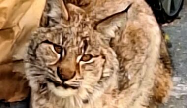 - Høyst uvanlig - Dagbladet