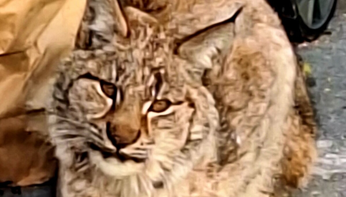 - Høyst uvanlig - Dagbladet