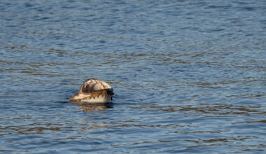 Trodde ikke sine egne øyne