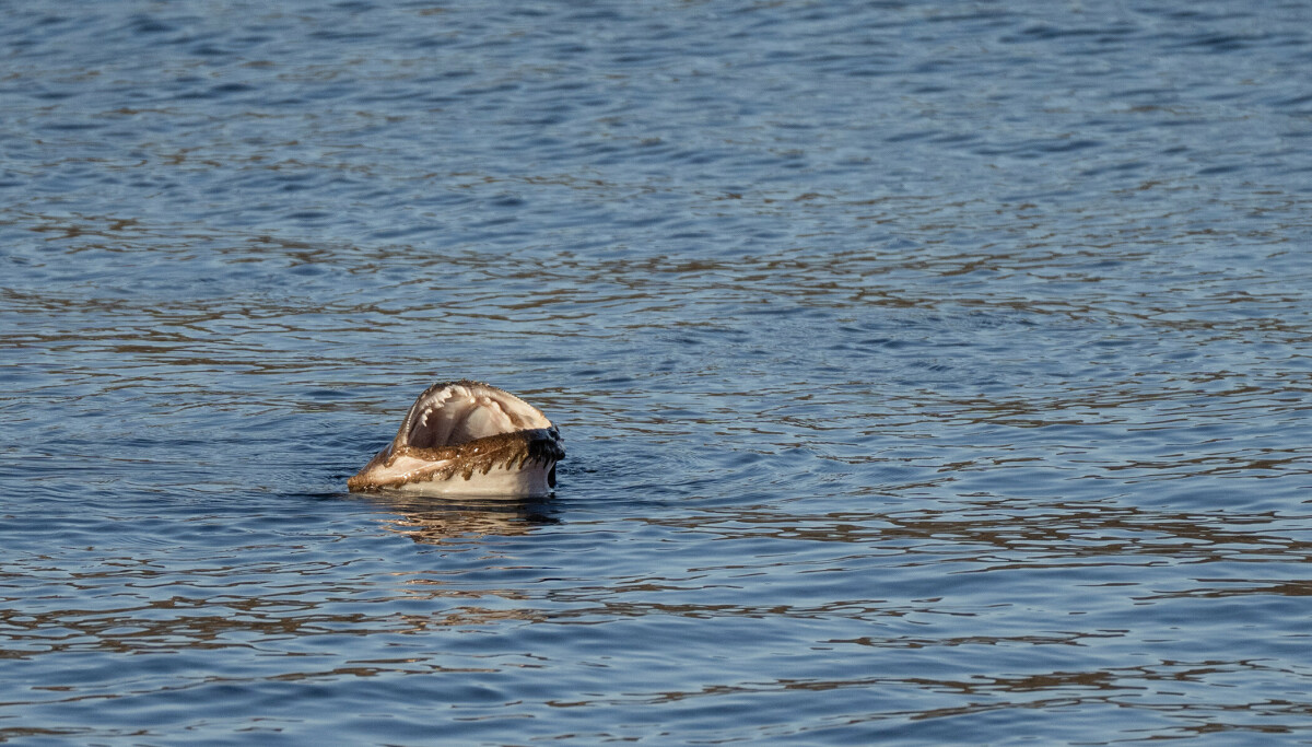 Trodde ikke sine egne øyne