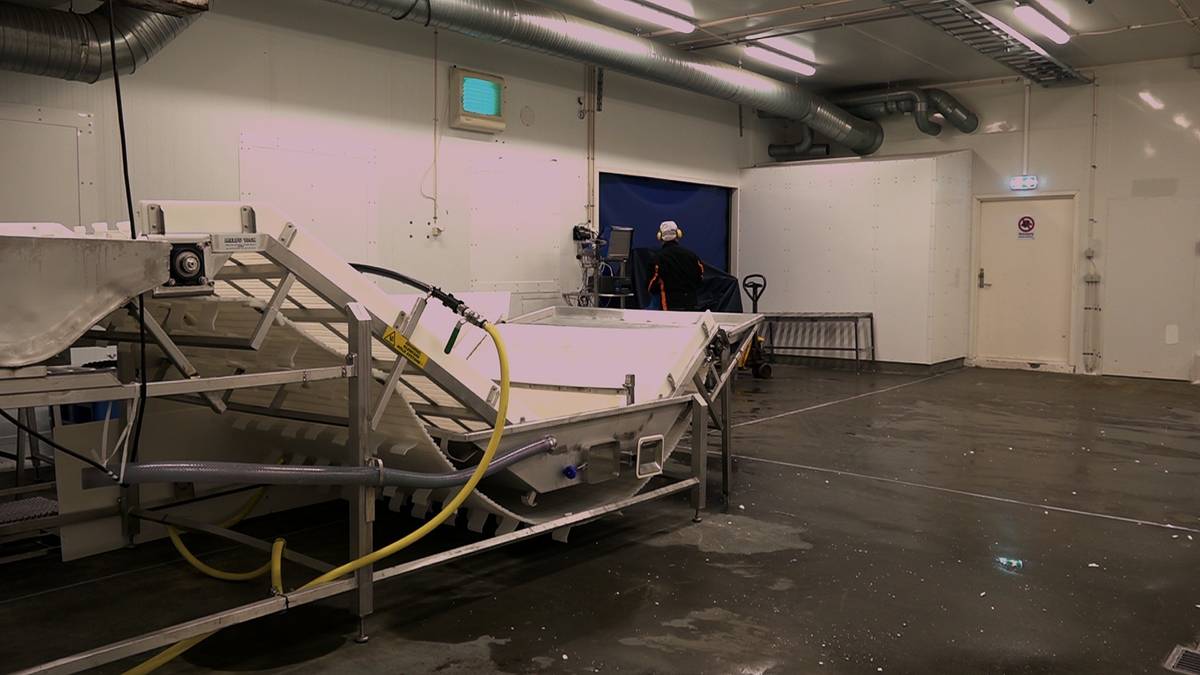 Alsvåg lakseslakteri på en dag uten produksjon