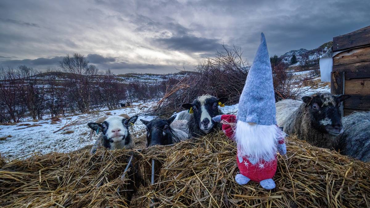 Flere historiske værrekorder satt – NRK Nordland