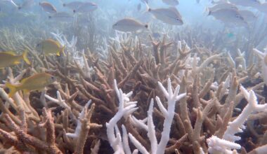 Copernicus tror vi når 1,5-gradersgrensen ti år tidligere enn ventet – NRK – Klima