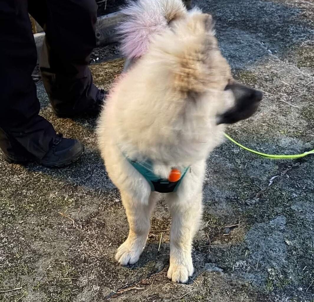 Nitrogruppa, Gressvik | Link fikk hetta av rakett. Nå strømmer hundefolk til Oksviken for å lete etter valpen