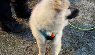 Nitrogruppa, Gressvik | Link fikk hetta av rakett. Nå strømmer hundefolk til Oksviken for å lete etter valpen