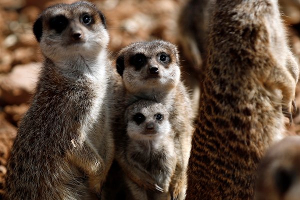 A newborn a meerkat stands among others inside the shuttered Attica Zoological Park, in Spata, east of Athens, on Thursday, April 23, 2020. Four meerkats were born after the site was closed to the public as part of health restrictions for the new coronavirus pandemic. The government is planning next week to ease restrictions against the COVID-19 which has so far help keep infection rates low in Greece. (AP Photo/Thanassis Stavrakis)