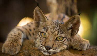 Naturens snuoperasjon – NRK Norge – Oversikt over nyheter fra ulike deler av landet
