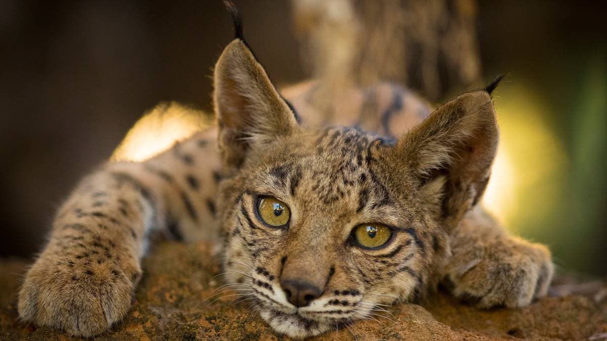 Naturens snuoperasjon – NRK Norge – Oversikt over nyheter fra ulike deler av landet