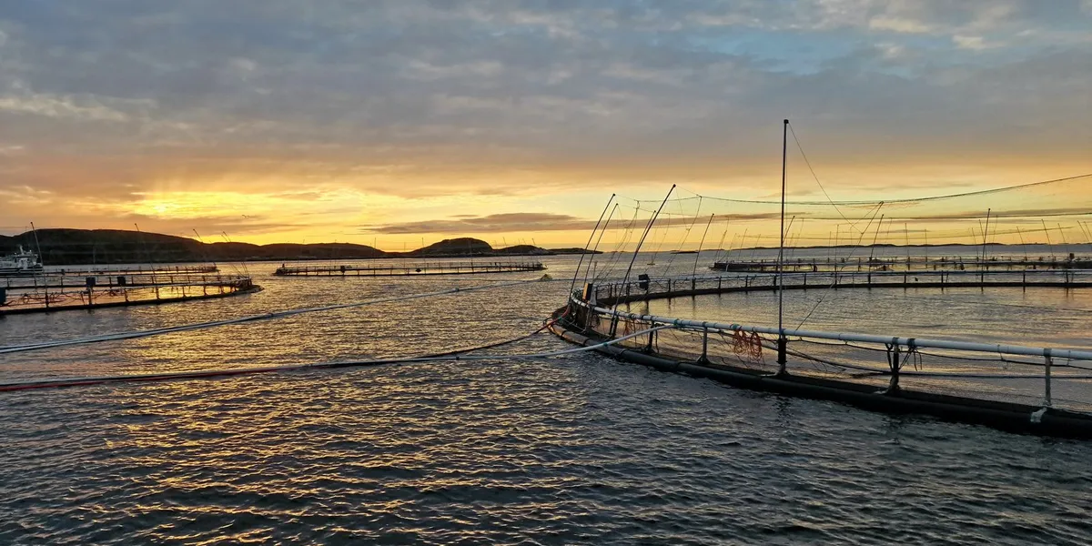 200.000 døde oppdrettsfisk – massevis av råtten fisk under tilsyn