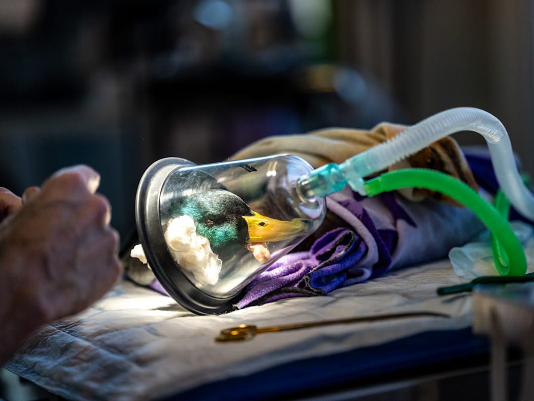 Bilde av Helen Wesnes (foto)