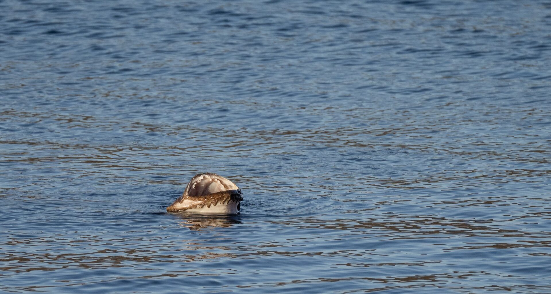 Bokn, Fisk | Kikket etter fugler – så dukket dette gapet opp av sjøen