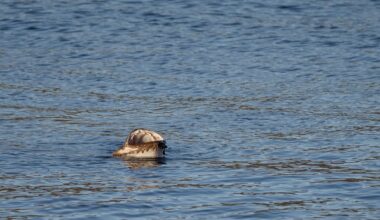 Bokn, Fisk | Kikket etter fugler – så dukket dette gapet opp av sjøen