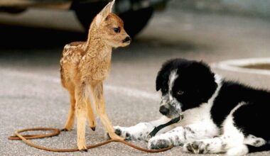 Hunder, Norsk Kennel Klub | De mest populære hunderasene i Norge i 2025