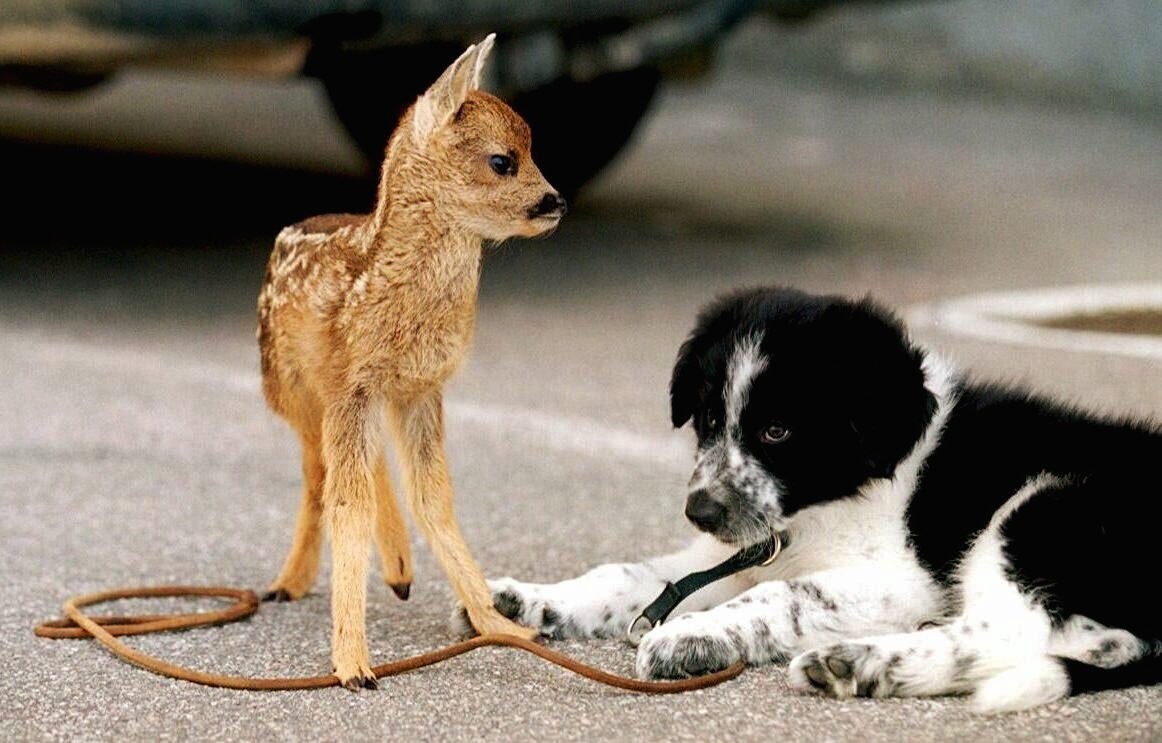 Hunder, Norsk Kennel Klub | De mest populære hunderasene i Norge i 2025