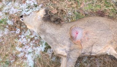 (+) – Jeg blir oppgitt og overgitt - fvn.no