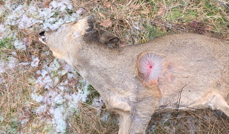 (+) – Jeg blir oppgitt og overgitt - fvn.no