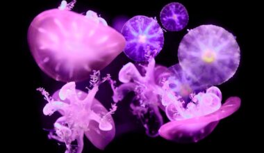 15 meter under havoverflaten kan forskere ha løst et gammelt mysterium om menneskets søvn