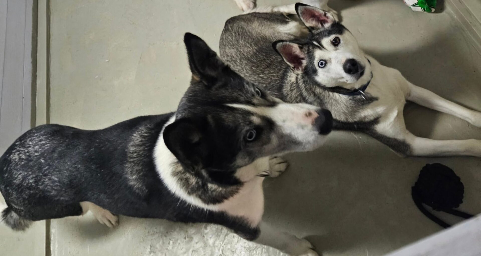 Leirfjord, Hunder | Leter fortsatt etter hundene som forsvant på 1. nyttårsdag