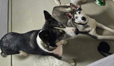 Leirfjord, Hunder | Leter fortsatt etter hundene som forsvant på 1. nyttårsdag