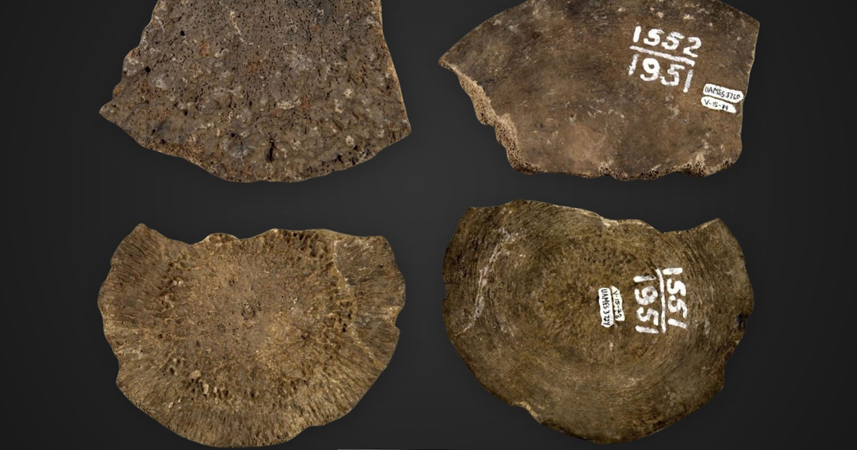 Etter 70 år på museum: Store mammutfossiler viste seg å være noe helt annet