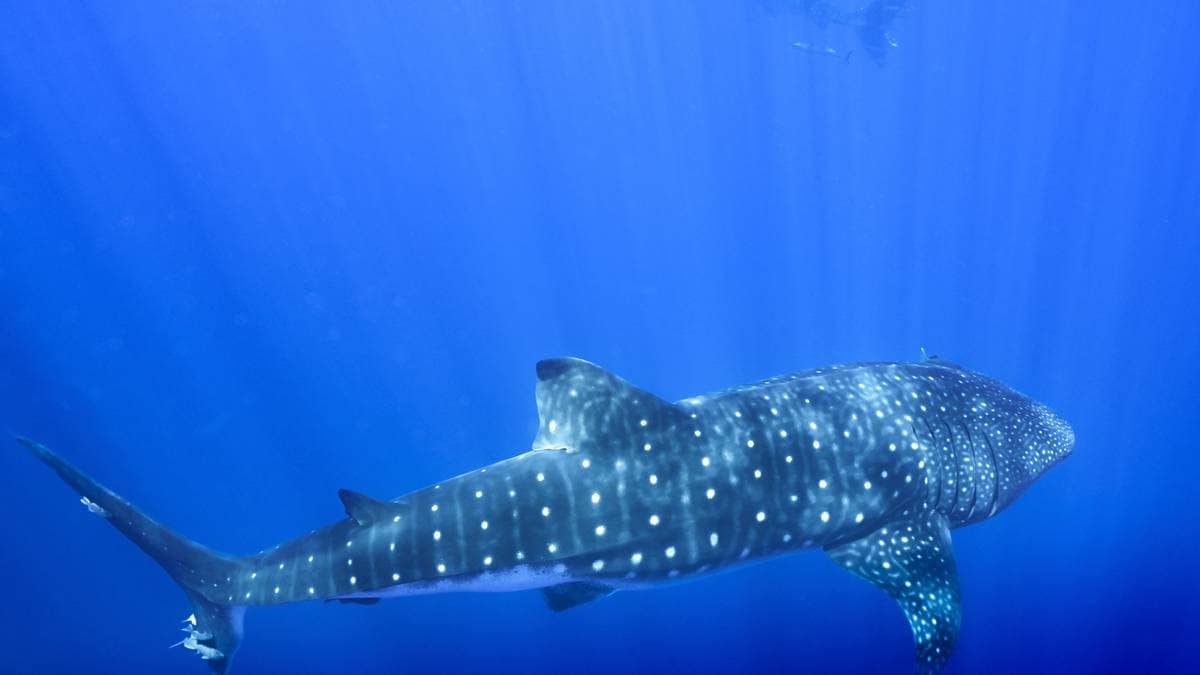 Miljøorganisasjonar jublar over ny havavtale – NRK – Klima