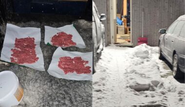 Leirfjord, Savnede hunder | Dramatisk redningsaksjon: – Jeg hadde dem så nært som en halvmeter - iSandnessjøen