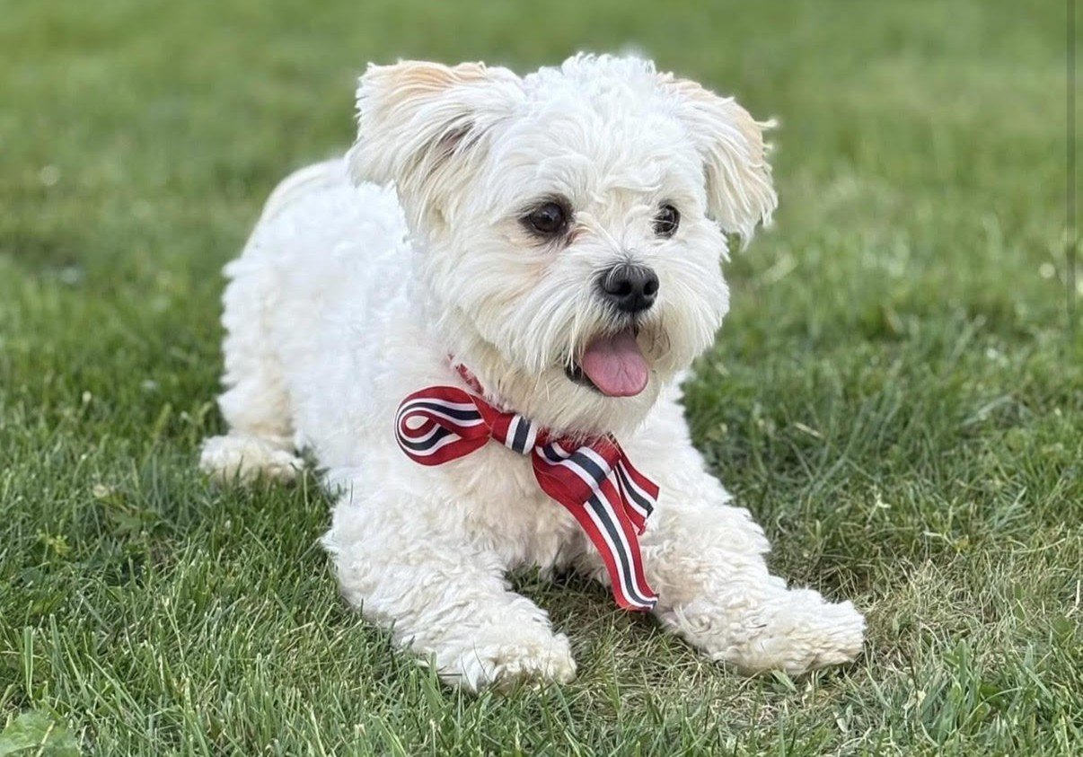 Nyheter, Nyttårsaften | Har vært borte i snart ett døgn: – Helt sykt hvor mange som ønsker å bidra