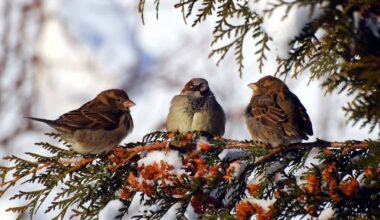 Tre spurver sitter på en gren dekket av snø. Den midterste spurven har en gråaktig fjærdrakt med mørkere markeringer. Omgivelsene består av snødekte trær og en lys bakgrunn. Bildet illustrerer en kald vinterdag med fugler i naturlig habitat. (Bildebeskrivelsen er laget av en KI-tjeneste)