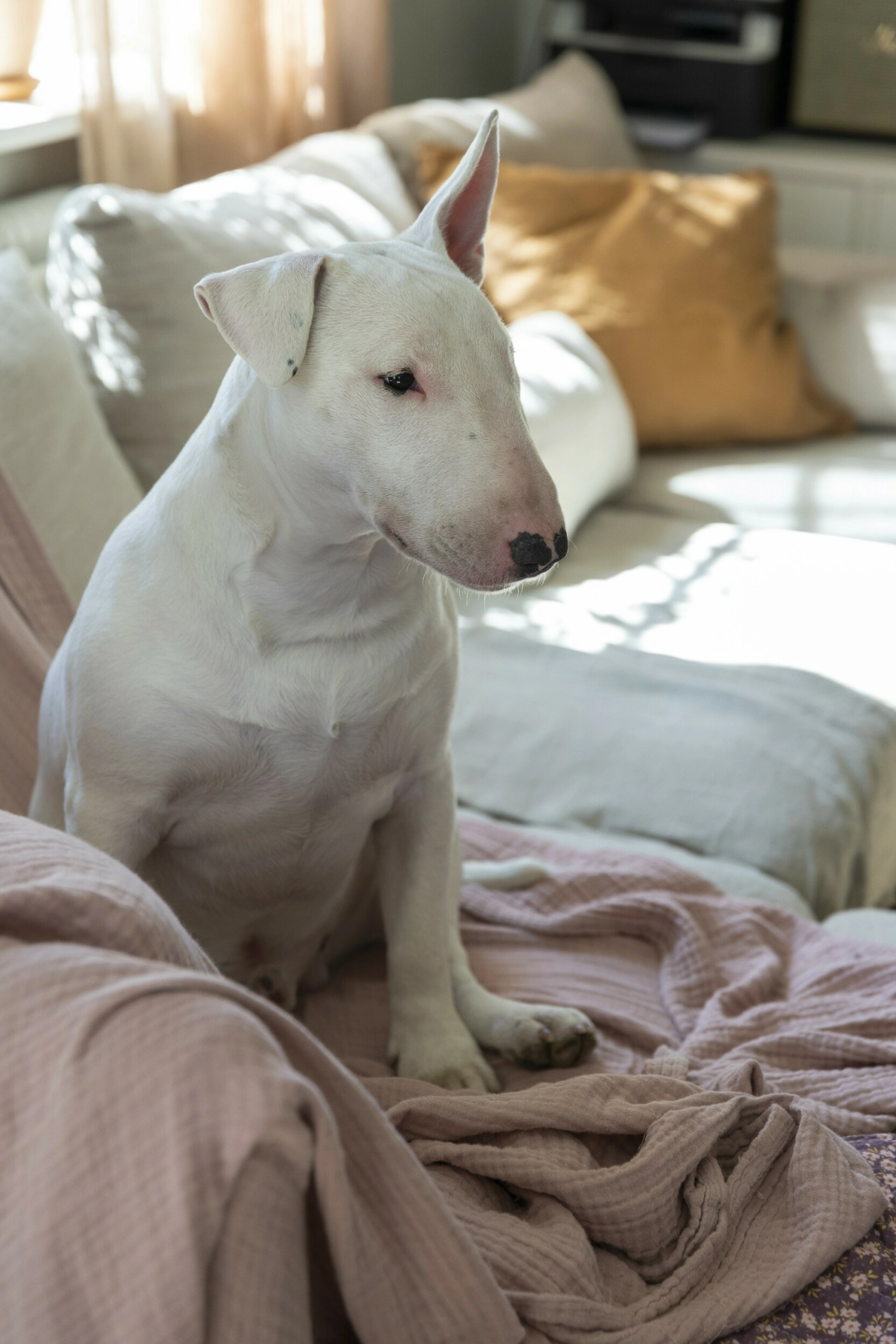Familens
bullterrier,
Bosse, trives
godt blant
myke puter
og tekstiler. FOTO: Pernilla Wästberg