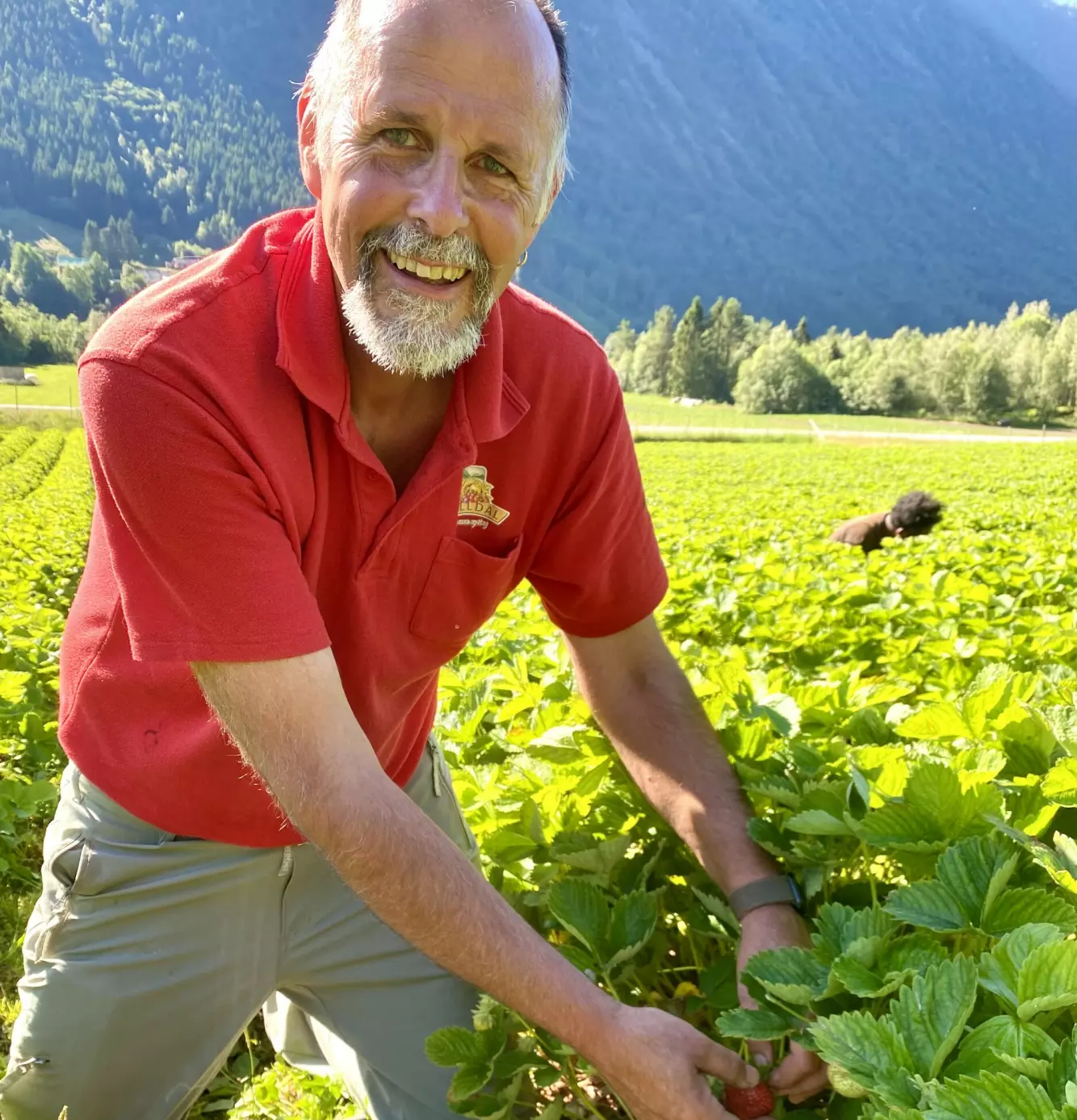 Jordbærbonde Audun Skjervøy ute i åkeren sin og høster jordbær