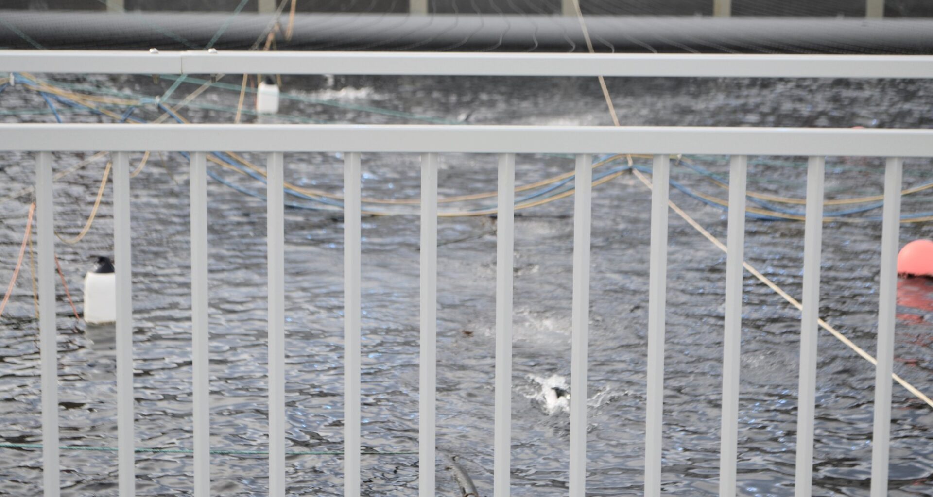Andøy, Andfjord Salmon | Har satt ut 550.000 smolt i nytt basseng