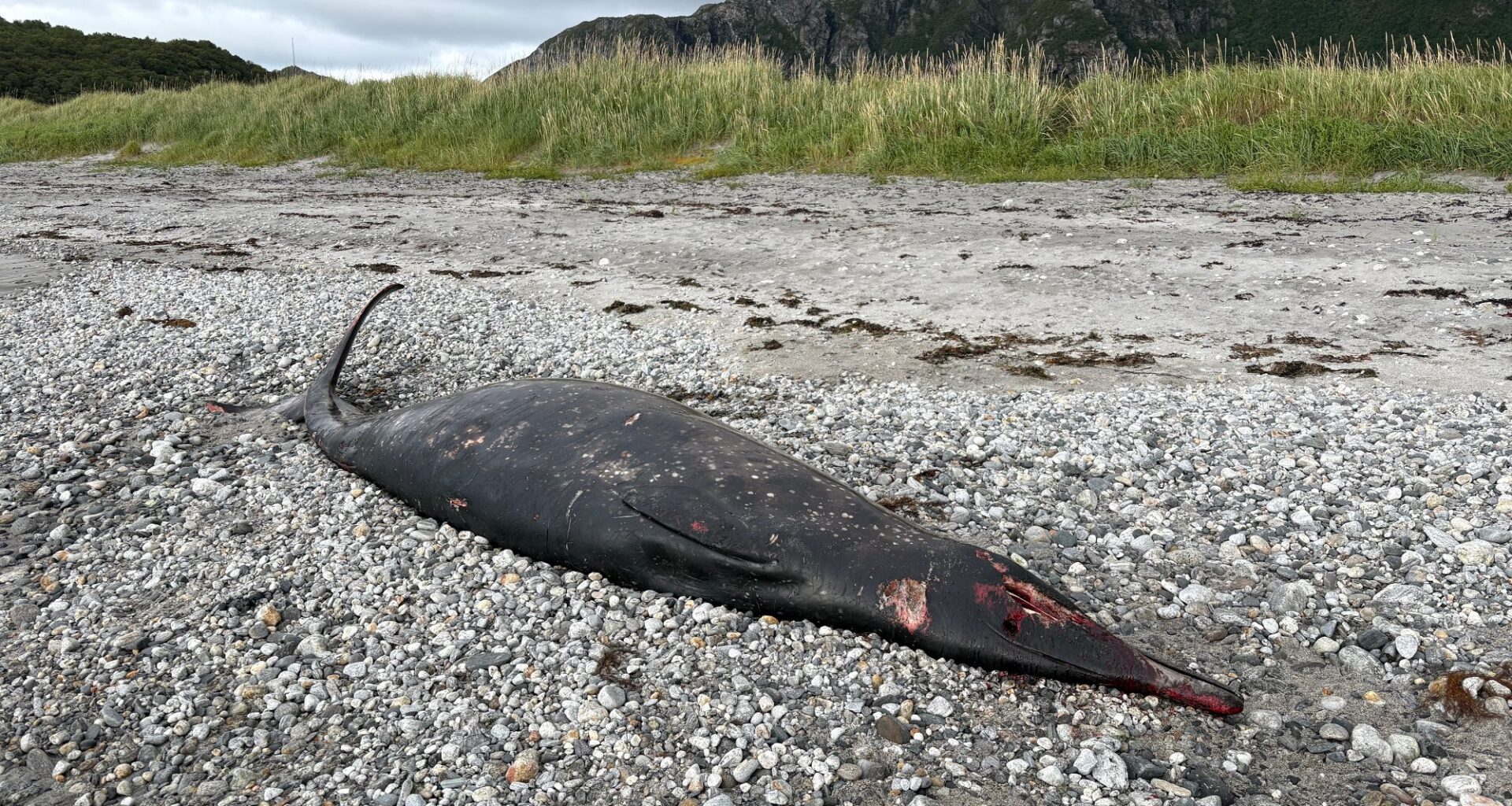 Dønna, Nordspisskval | Sjelden hval strandet: – Vi skal ta prøver av mageinnholdet