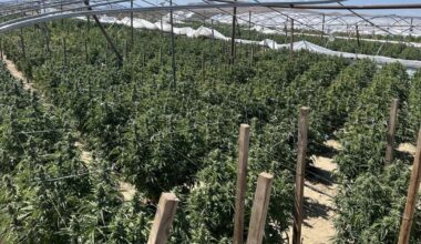 State of California continues crackdown on illegal cannabis, seizes more than 63,000 pounds over three months span | News