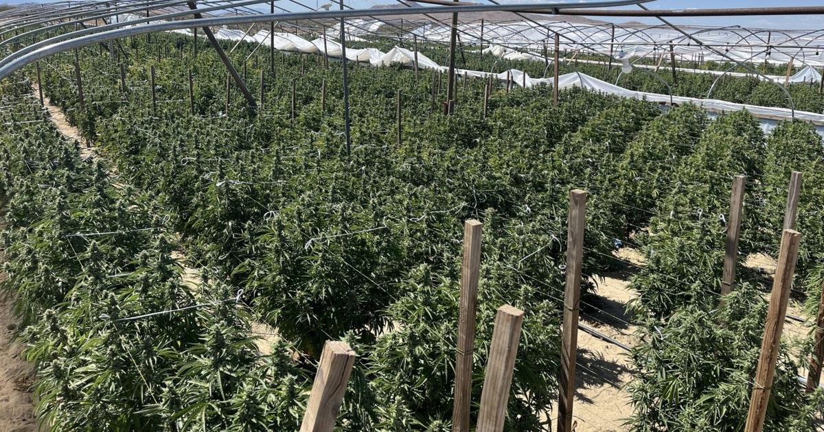 State of California continues crackdown on illegal cannabis, seizes more than 63,000 pounds over three months span | News