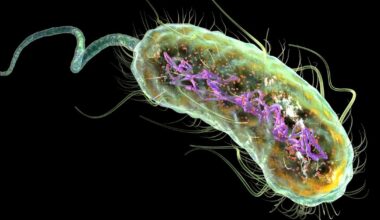 Escherichia coli - EHEC