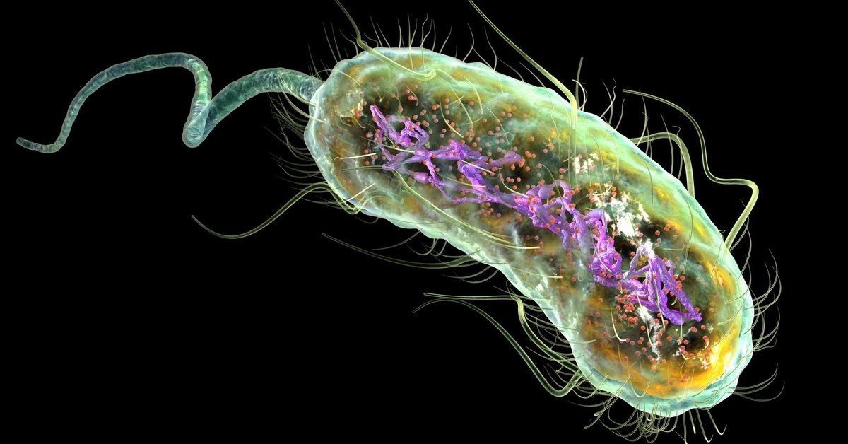 Escherichia coli - EHEC
