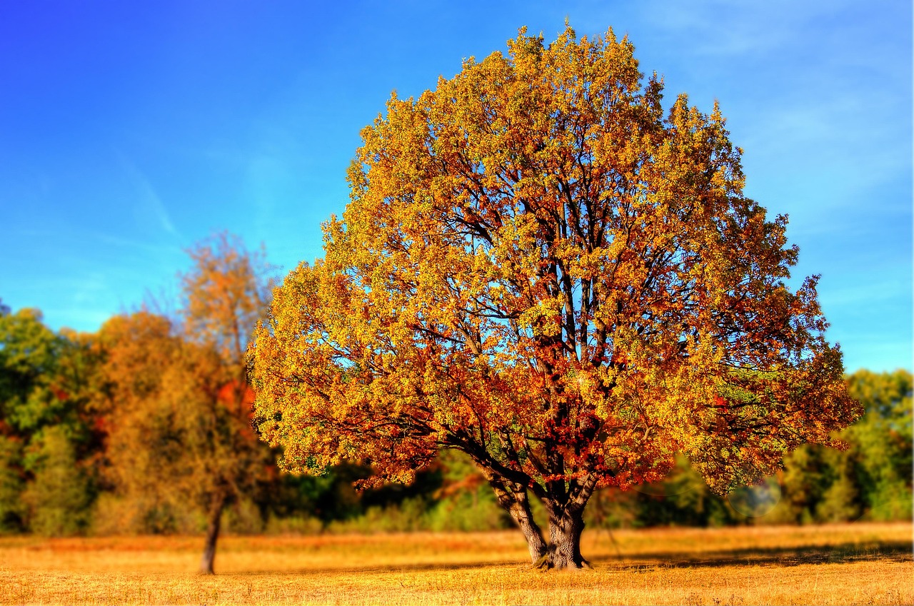 Jesień, drzewo