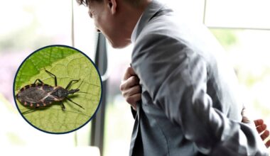 „Całujący robak”. Wywołuje chorobę, o której nie miałeś pojęcia