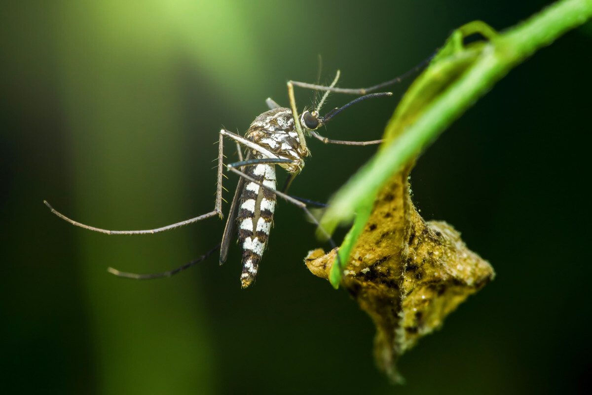 komar tygrysi aedes albopictus