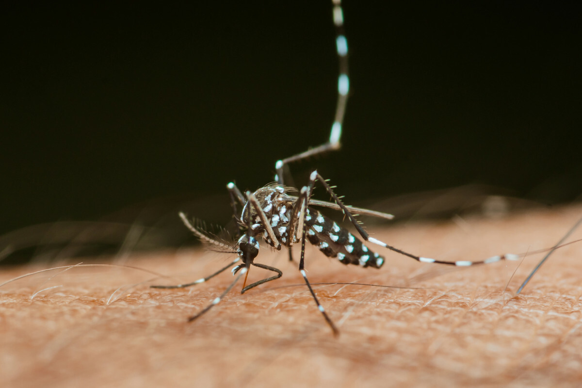 komary tygrysie Aedes albopictus