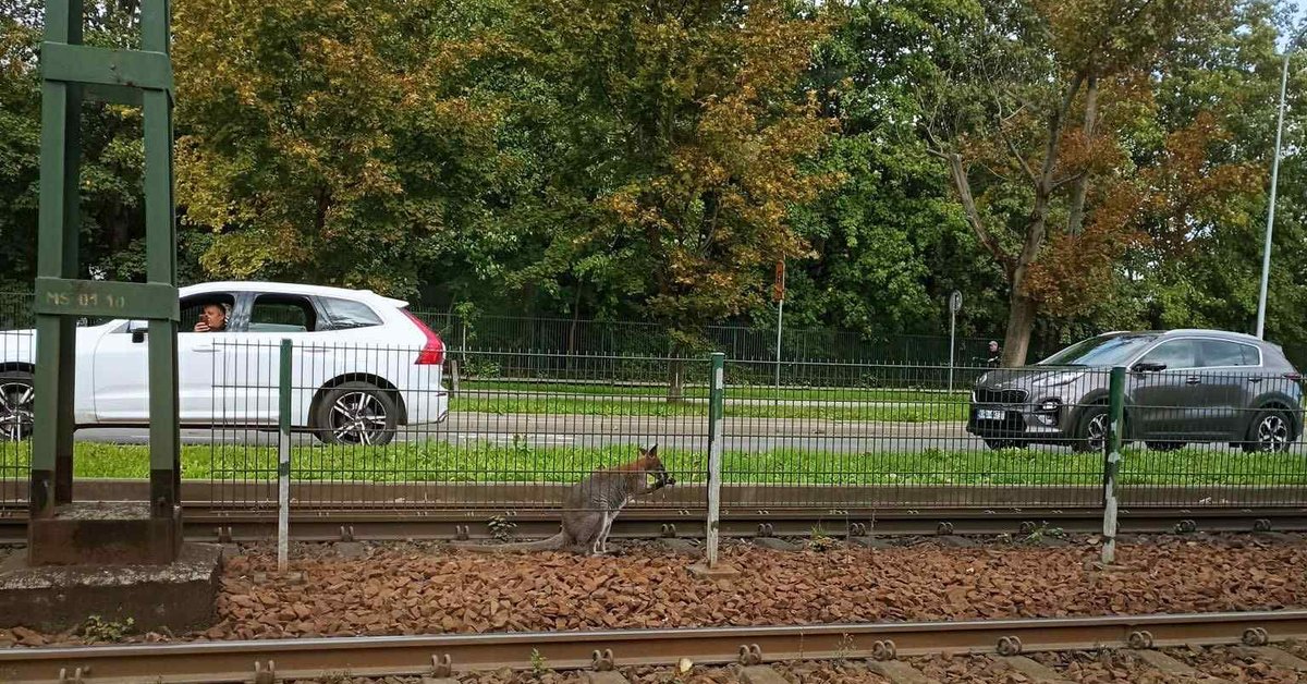 Kraków na torowisku w Krakowie