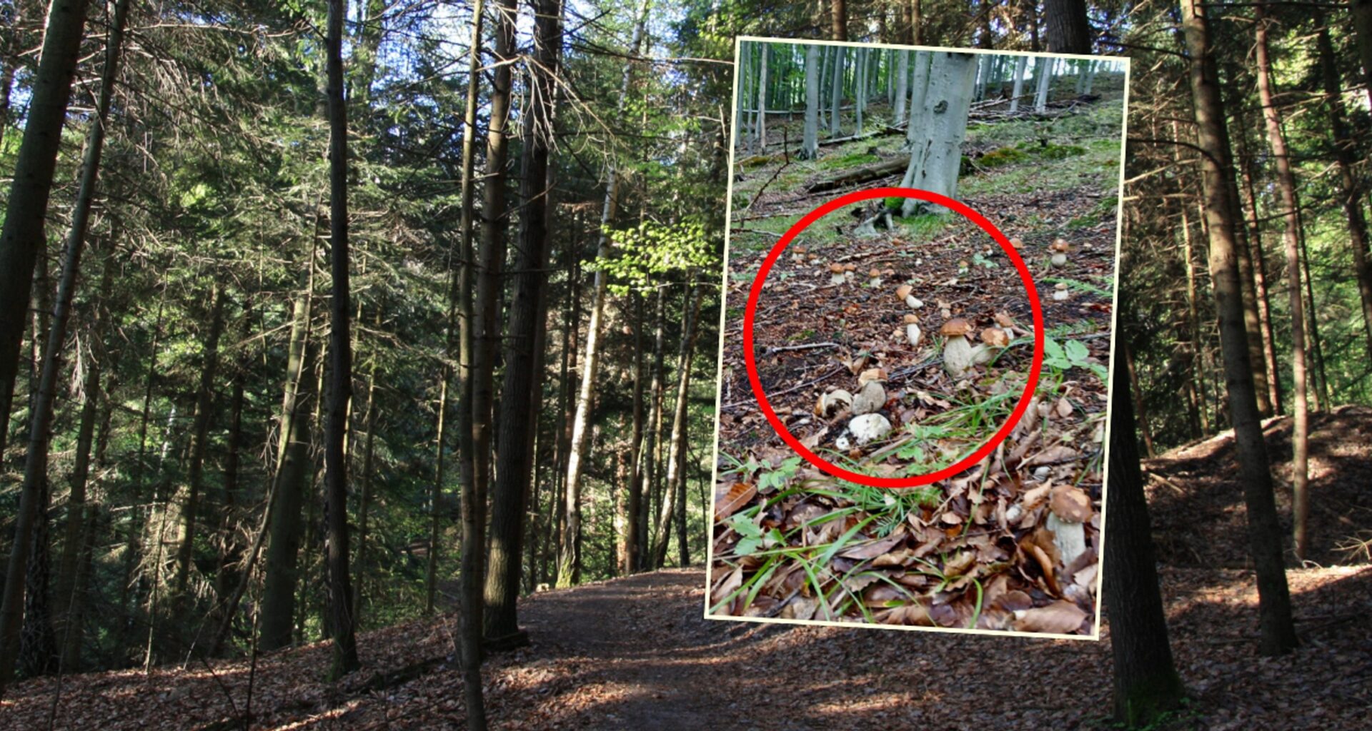 Wysyp borowików w Bieszczadach