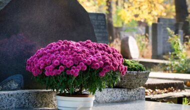 Oto cena za chryzantemy na Wszystkich Świętych 2025. To nie żart - Onet